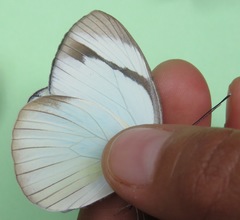 Itaballia demophile centralis