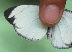 Itaballia demophile centralis