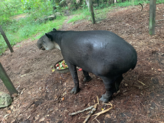Tapirus