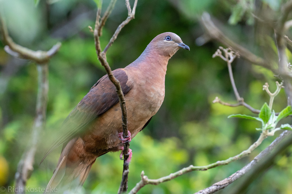 Brown Cuckoo-Dove