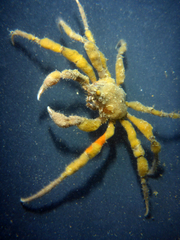 Pyromaia tuberculata