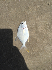 Trachinotus carolinus
