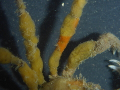 Pyromaia tuberculata