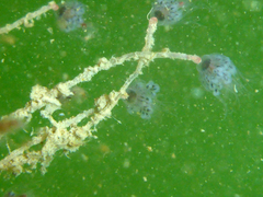 Ectopleura