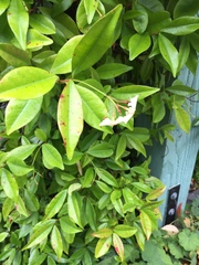 Trachelospermum