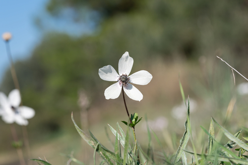 Anemone coronaria