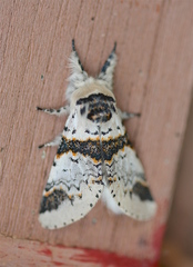 Furcula scolopendrina