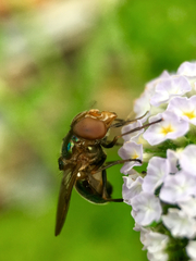 Copestylum vesicularium