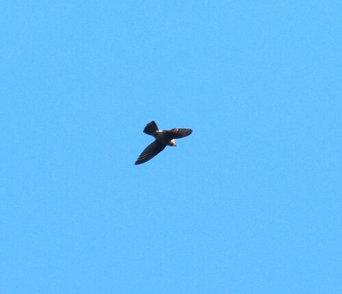Band-rumped Swift (Chaetura spinicaudus), photo 9