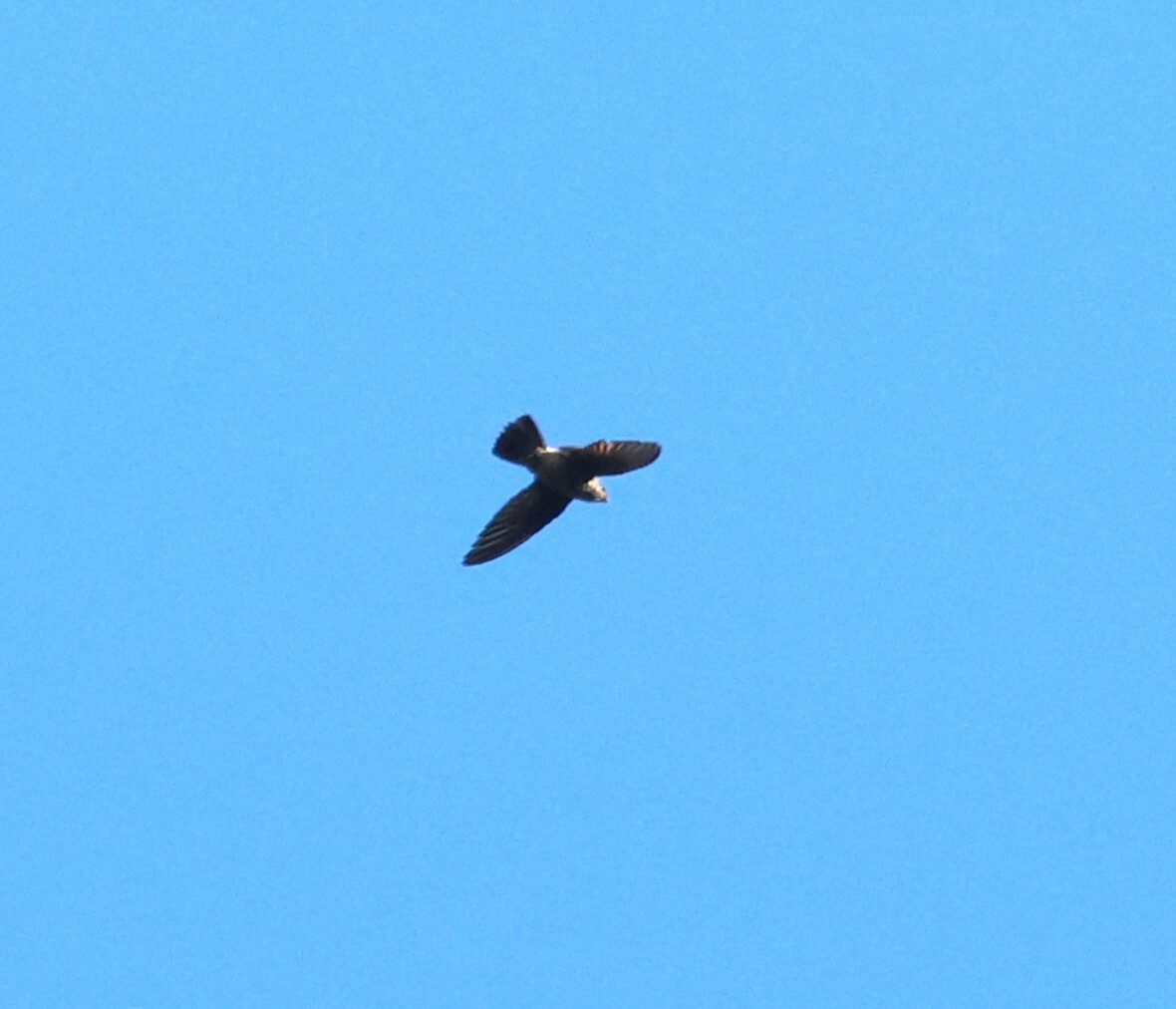 Band-rumped Swift (Chaetura spinicaudus), photo 10