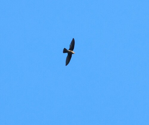 Band-rumped Swift (Chaetura spinicaudus), photo 4