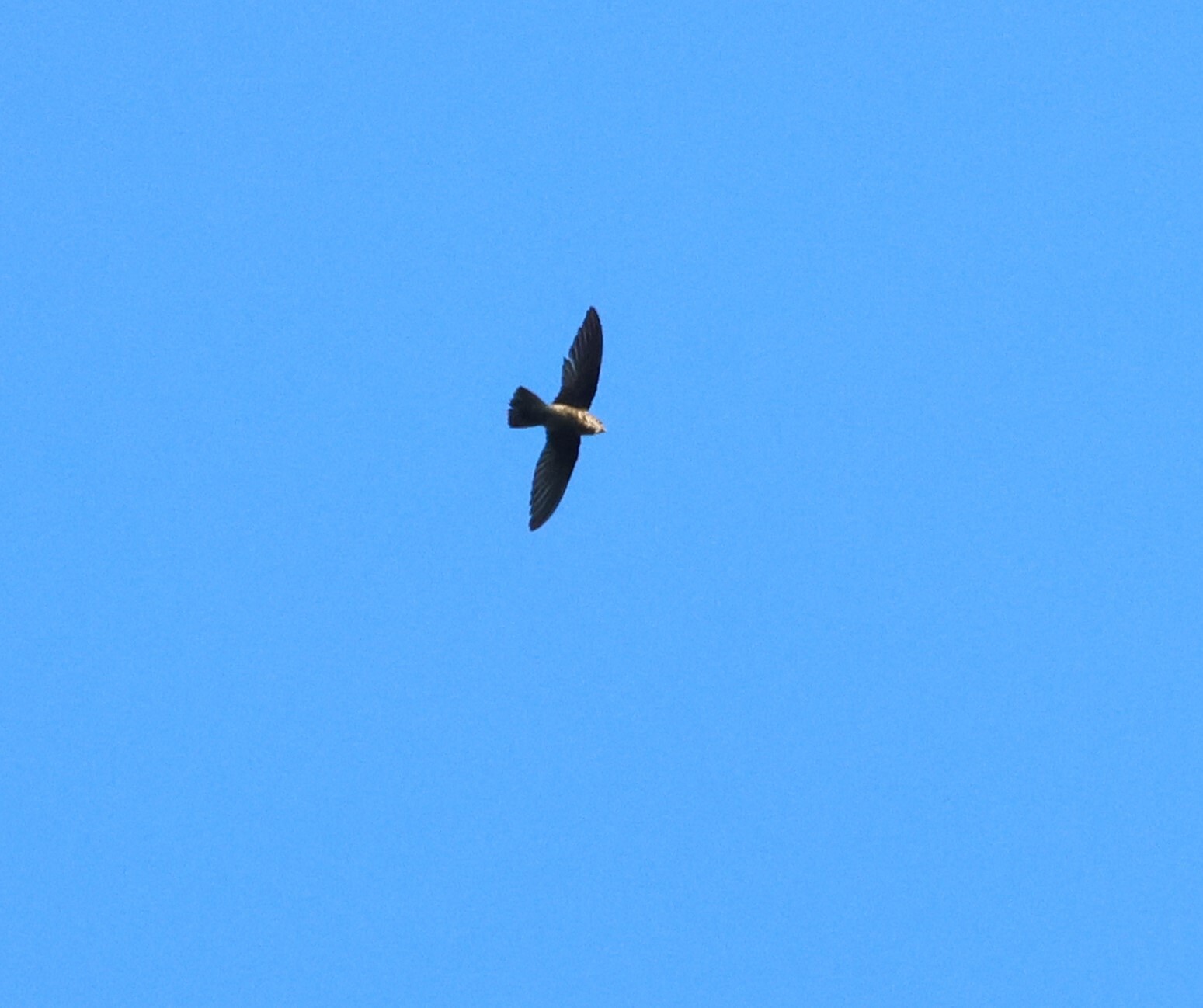 Band-rumped Swift (Chaetura spinicaudus), photo 4