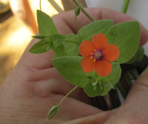 iNaturalist observation photo of scarlet pimpernel