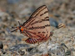 Cigaritis rukmini