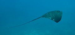 Pelagic Stingray photo 5