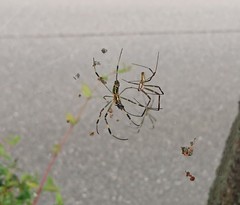 Trichonephila clavata