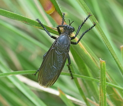 Dasypogon