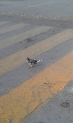 Columba livia domestica