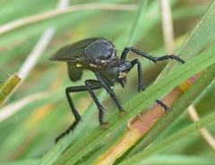 Dasypogon