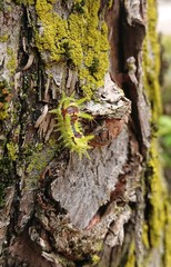 Monema flavescens