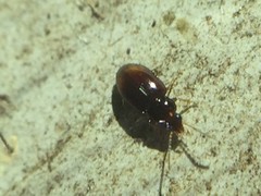 Elaphropus obesulus