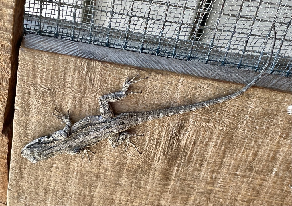 Ornate Tree Lizard from SH-39, Hunt, TX, US on February 3, 2025 at 12: ...