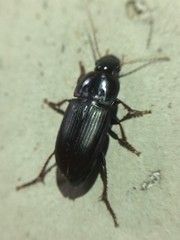 Notiobia maculicornis