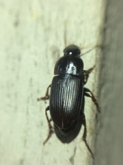 Notiobia maculicornis