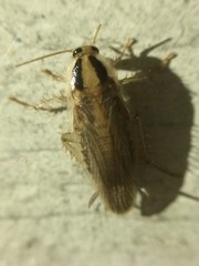 Blattella vaga
