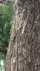 Hierodula patellifera patellifera