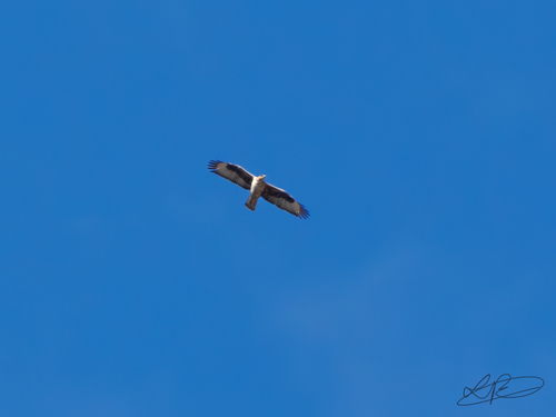 Avistamiento Águila perdicera o águila azor perdicera