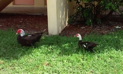 Cairina moschata domestica