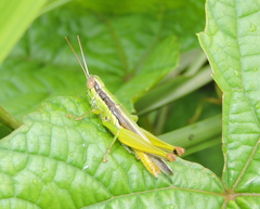 Oxya hyla