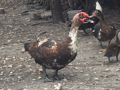 Cairina moschata domestica