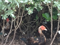 Cairina moschata domestica