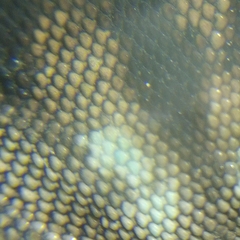 Aspidoscelis sackii sackii