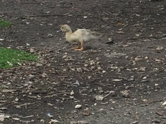 Cairina moschata domestica