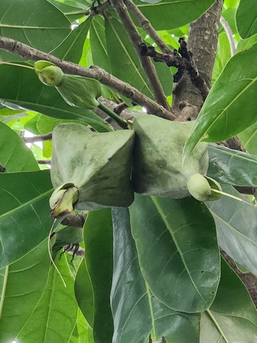 Barringtonia asiatica