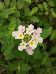 Lantana hirta