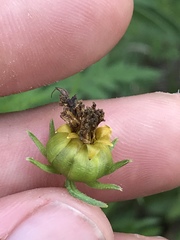 Coreopsis pubescens