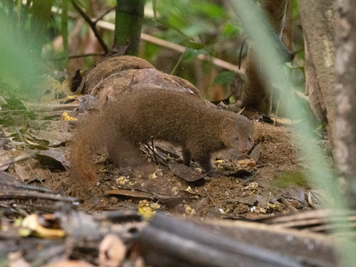 Indian Brown Mongoose