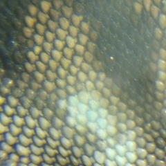 Aspidoscelis sackii sackii