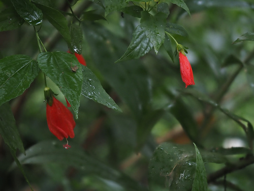 Malvaviscus arboreus