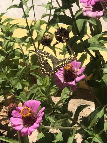 Citrus Swallowtail
