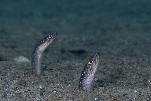 Barnes' garden eel (Gorgasia barnesi) — Congridae — 3