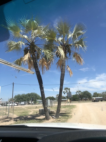 Makalani Palm