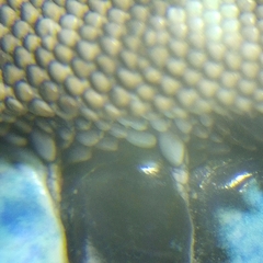 Aspidoscelis sackii sackii