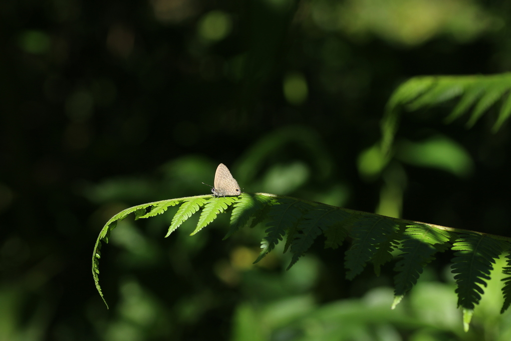 Pale Four-line Blue (Nacaduba hermus)