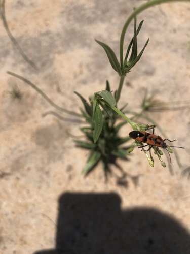 Spilostethus macilentus