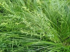 Scutellaria galericulata